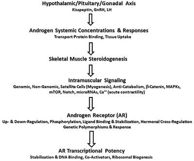 Growth Hormone(s), Testosterone, Insulin-Like Growth Factors, and Cortisol: Roles and Integration for Cellular Development and Growth With Exercise